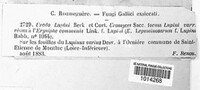 Uromyces lupini image
